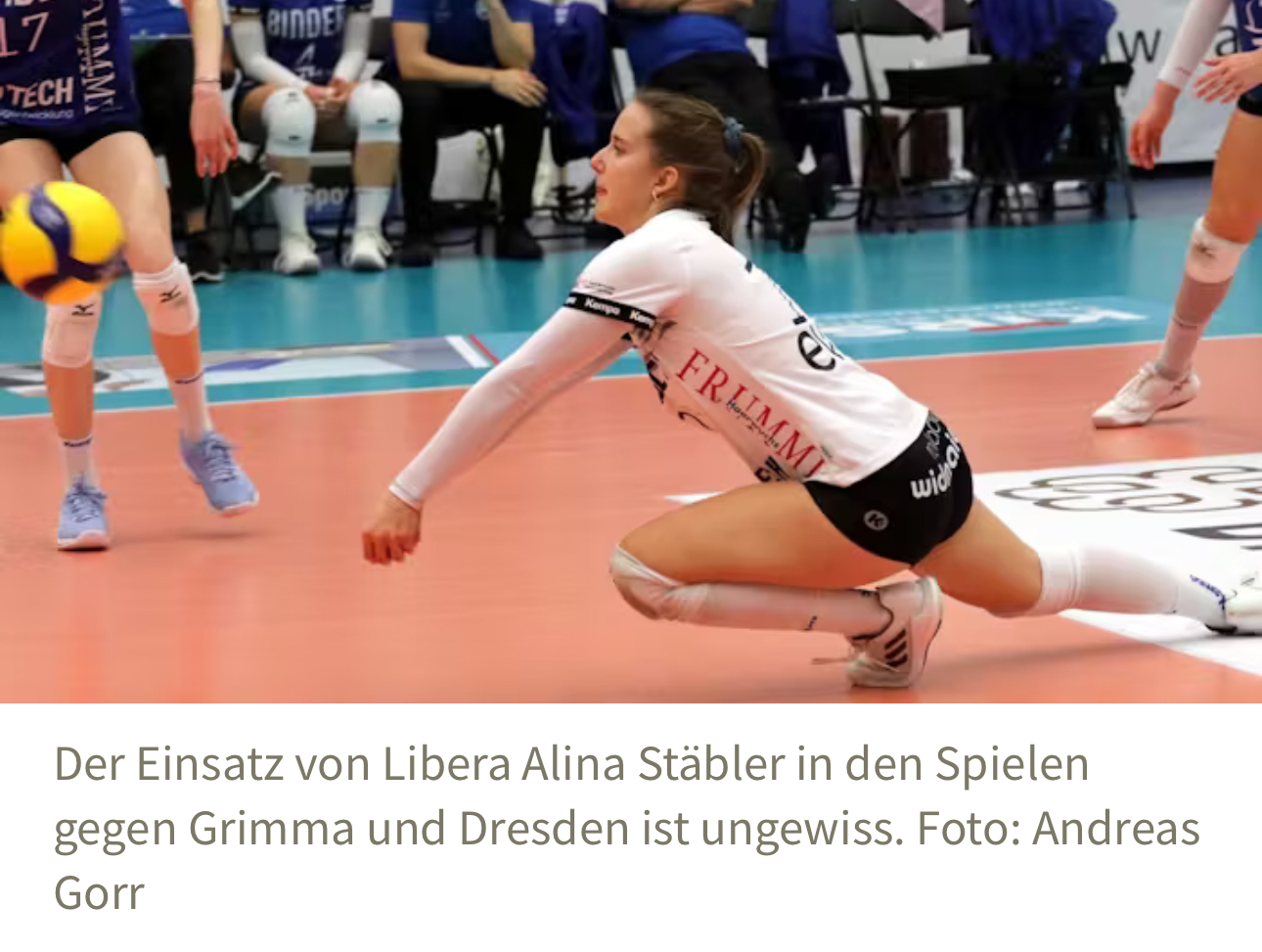 Fragezeichen um die Blaubären