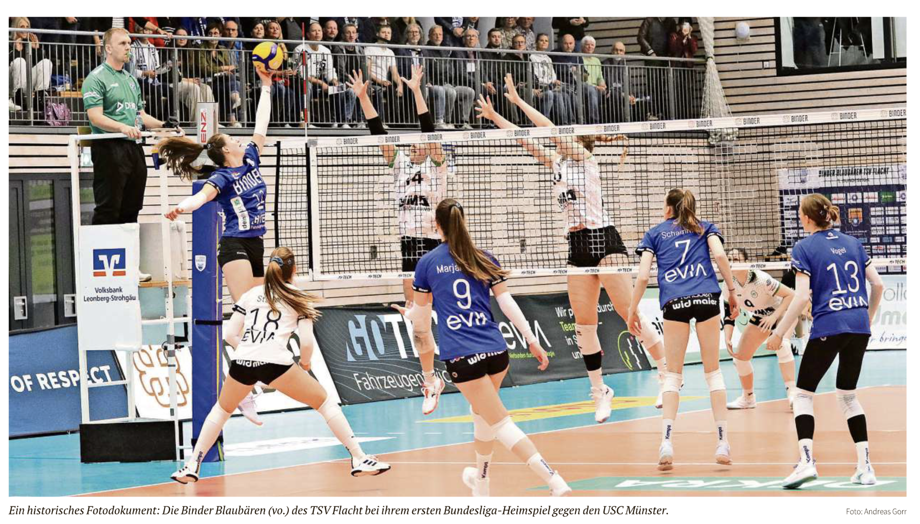 Blaubären sind noch zu schmal für die Liga