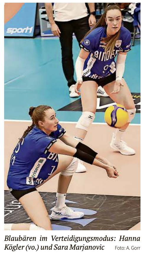 Blaubären ärgern den Meister ein klein wenig